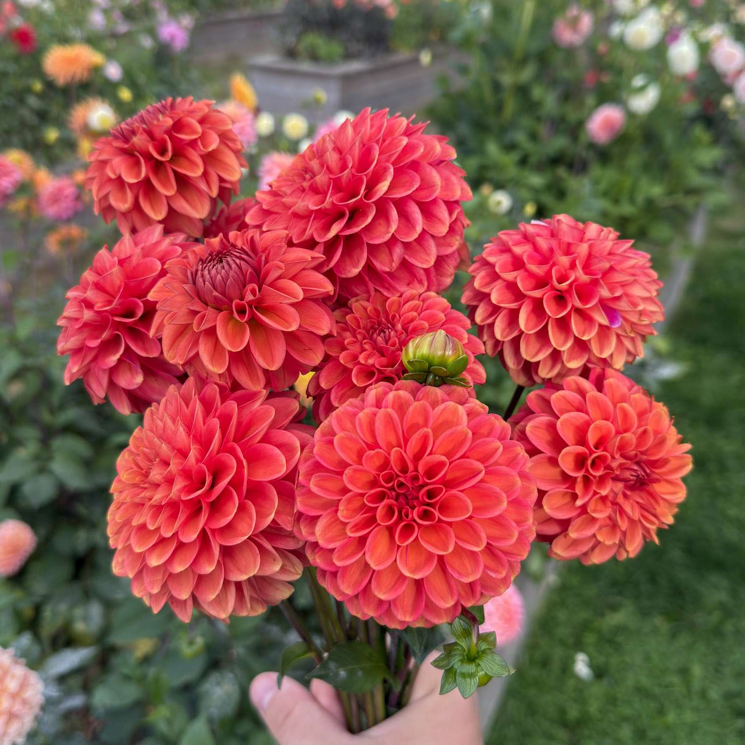 Daalia 'Zundert Mystery Fox'